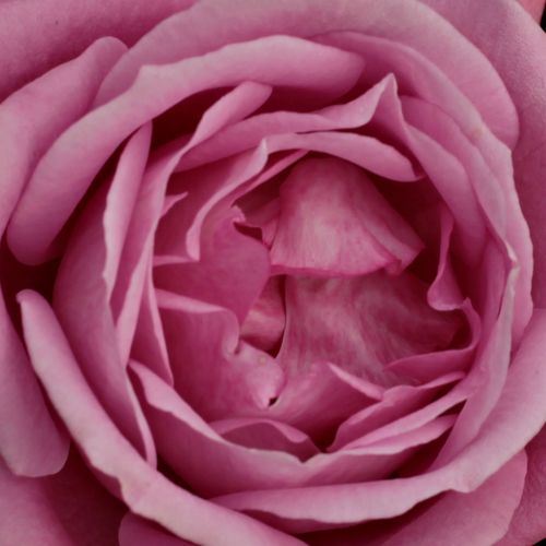 Rosa Violette Parfum - trandafir cu parfum intens - Trandafir copac cu trunchi înalt - cu flori în buchet - violet - Mathias Tantau, Jr. - coroană tufiș - ,-